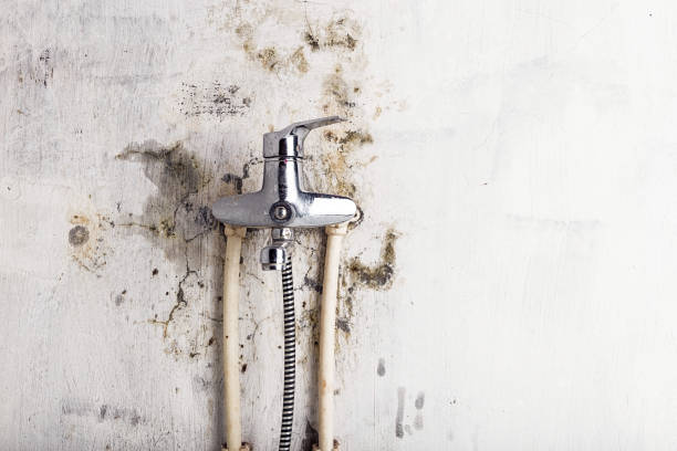 Best Black Mold Removal  in Ridge Manor, FL