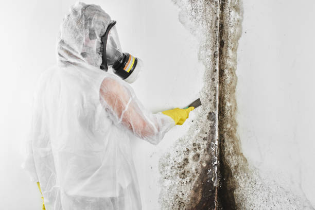 Best Commercial Mold Removal  in Ridge Manor, FL