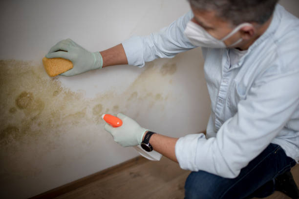 Best Professional Mold Removal  in Ridge Manor, FL