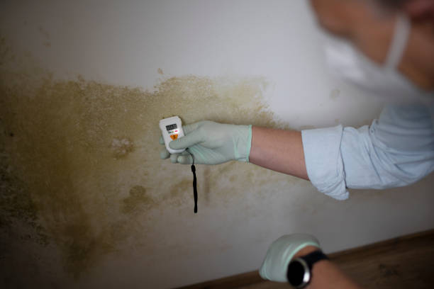 Best Fast Mold Removal  in Ridge Manor, FL