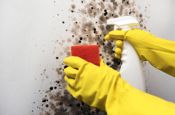 Best Toxic Mold Removal  in Ridge Manor, FL
