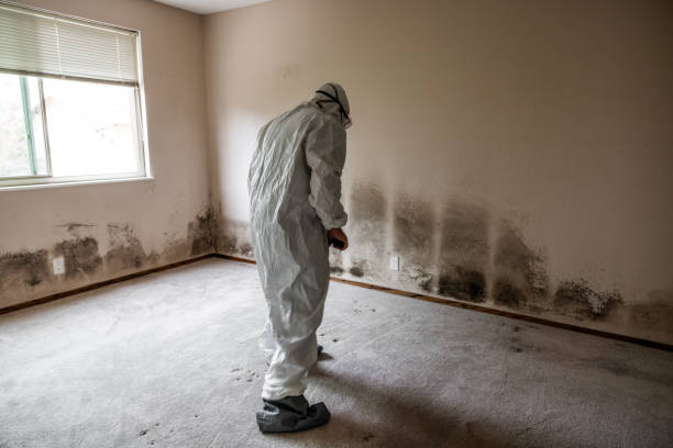 Best Affordable Mold Removal  in Ridge Manor, FL