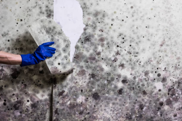 Best Local Mold Removal Service  in Ridge Manor, FL